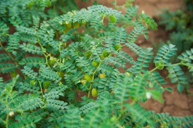 Yeşil bezelye tarlada büyüyor.