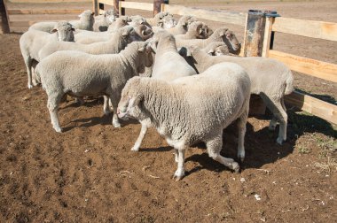 Çiftlikteki koyunlar