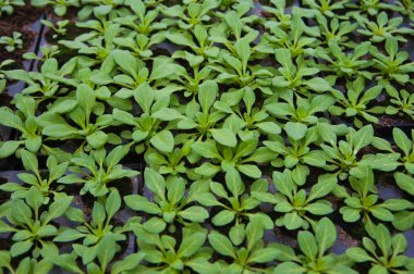 Saksı fidan ve sera genç bitkilerde