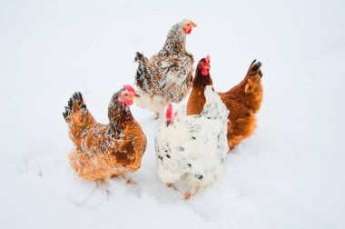 Kar içinde güzel parlak tavuk