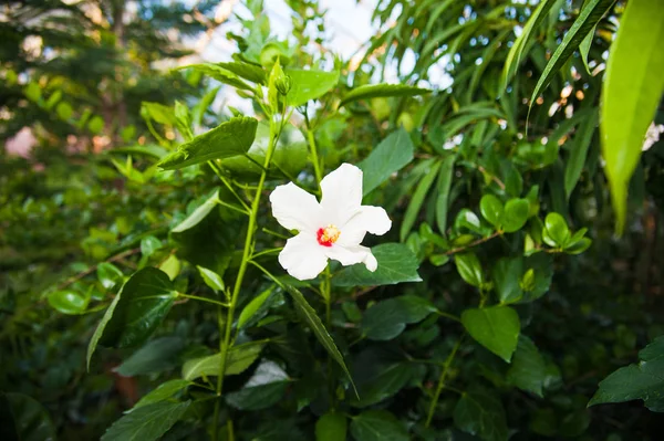 Invernadero Con Una Variedad Plantas Flores — Foto de Stock