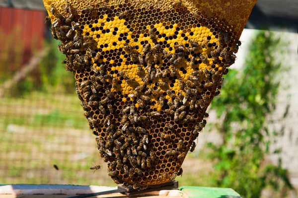 하이브 꿀벌에서 꿀으로 벌집에 가까이 — 스톡 사진