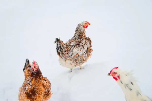 Belle poule brillante dans la neige — Photo