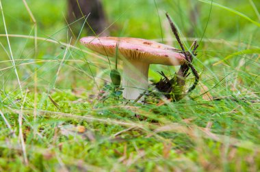 İğne yapraklı orman Russula mantar