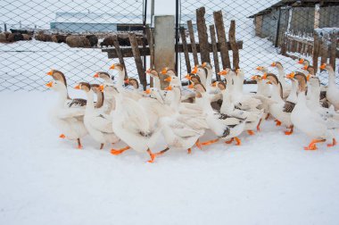 White geese in the snow clipart