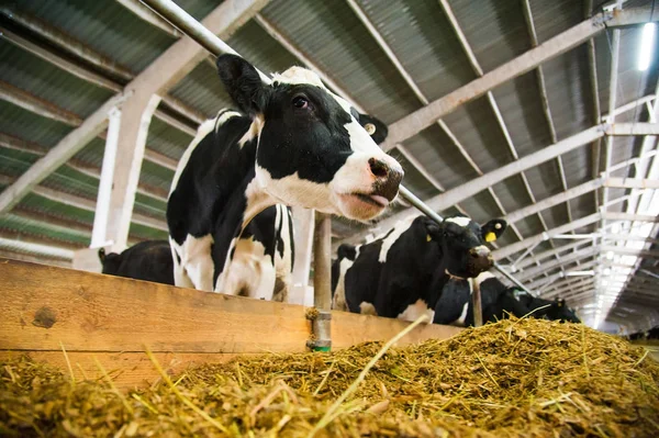 Krów w gospodarstwie. krów mlecznych — Zdjęcie stockowe