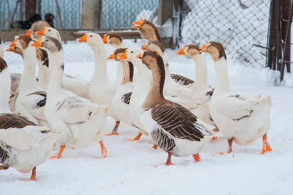 White geese in the snow — Stock Photo, Image