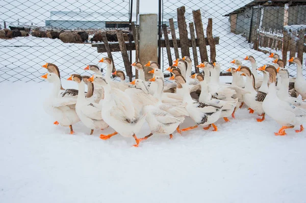 Weiße Gänse im Schnee — Stockfoto