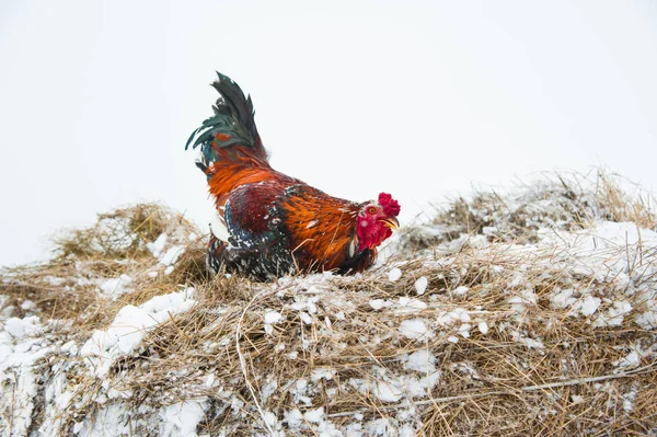 Beautiful bright cock on a snowy winter day — Stock Photo, Image