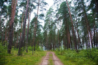 Yazın ormanda dolambaçlı toprak yol