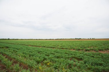 Yeşil bezelye tarlada büyüyor.