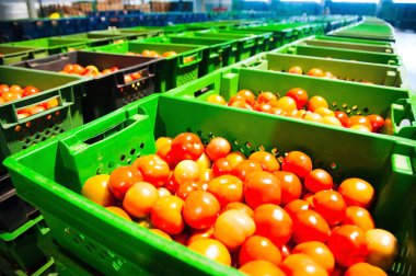 Sıralama ve sebze işleme ve fabrika kırmızı domates işleme