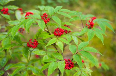Kırmızı mürver (Sambucus racemosa) çilek