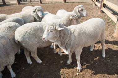 Çiftlikteki koyunlar