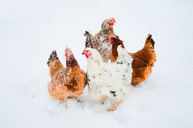 Kar içinde güzel parlak tavuk
