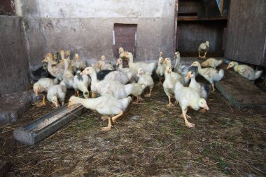 Çiftlikteki beyaz ördek sürüsü