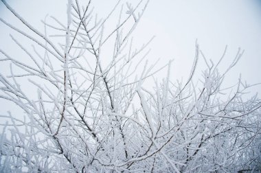 Kış manzarası. Kar kış ağaçlarda