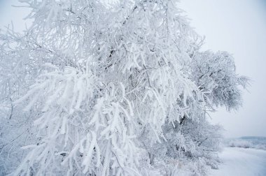Kış manzarası. Kar kış ağaçlarda