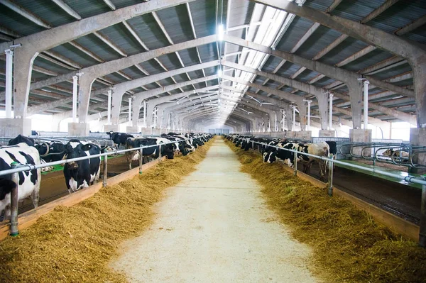 bir çiftlikte inekler. süt inekleri