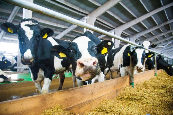 Cows in a farm. Dairy cows — Stock Photo, Image