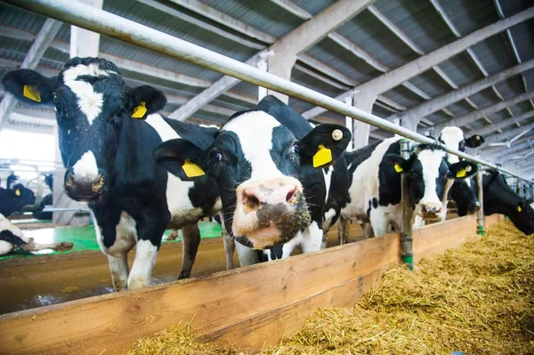 Kühe auf einem Bauernhof. Milchkühe — Stockfoto