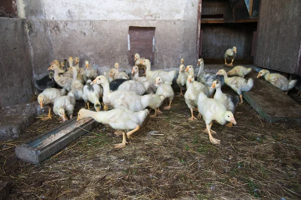 Çiftlikteki beyaz ördek sürüsü