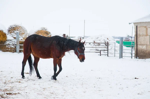 Atların kışın çiftlikte