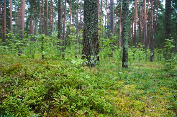 Yaz günü içinde güzel çam ormanı. Manzara