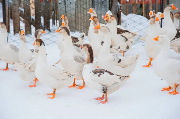 White geese in the snow — Stock Photo, Image