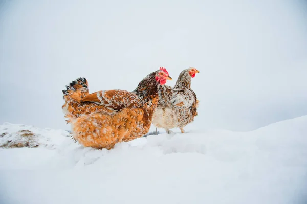 Belle poule brillante dans la neige — Photo