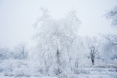 Kış manzarası. Kar kış ağaçlarda