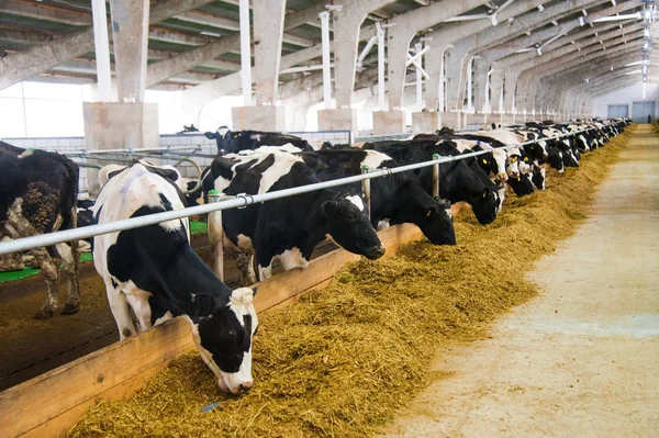 Krów w gospodarstwie. krów mlecznych — Zdjęcie stockowe
