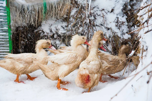 Bílé kachny na sněhu — Stock fotografie