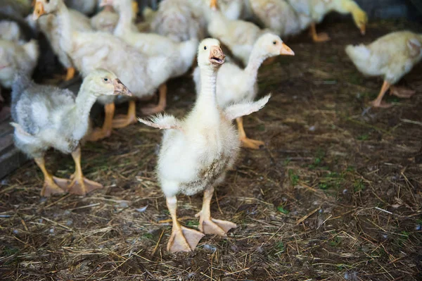 Bílé kachny na farmě — Stock fotografie