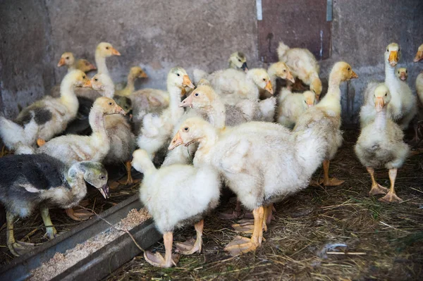 Patos brancos em uma fazenda — Fotografia de Stock