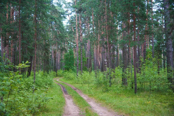 Извилистая грунтовая дорога через лес — стоковое фото