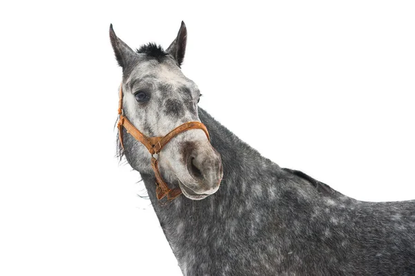 Retrato de cavalo isolado — Fotografia de Stock