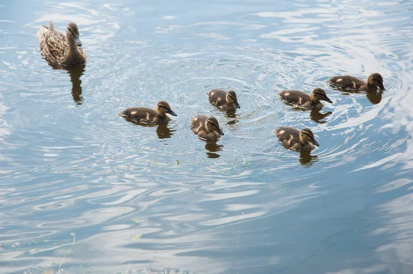 Family of ducks in the water — Stock Photo, Image