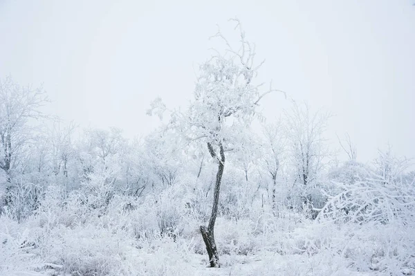 Χειμώνας και δέντρα στο χιόνι — Φωτογραφία Αρχείου
