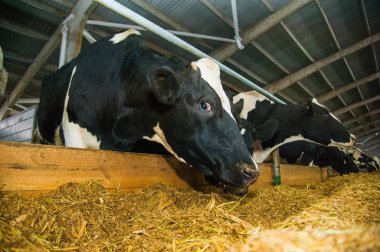 bir çiftlikte inekler. süt inekleri