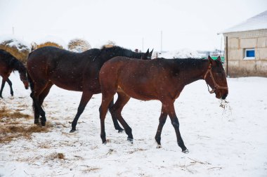 Atların kışın çiftlikte