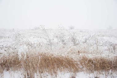 Kış manzarası. Kış sahne. Çayır çiçek dondurulmuş