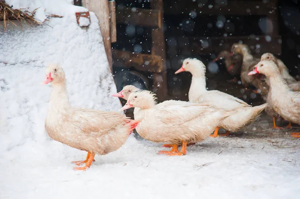 White ducks in the snow — Stock Photo, Image