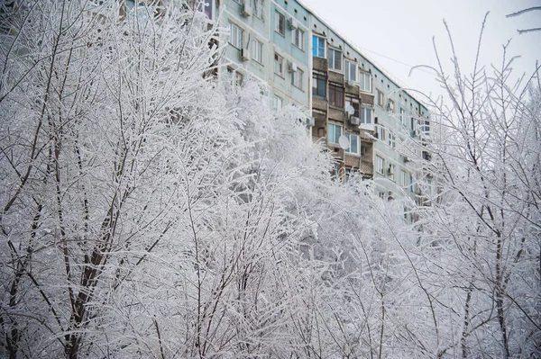 Pokryte Śniegiem Drzew Parku Miejskim Zimie — Zdjęcie stockowe
