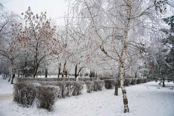 Árboles Cubiertos Nieve Parque Ciudad Invierno —  Fotos de Stock