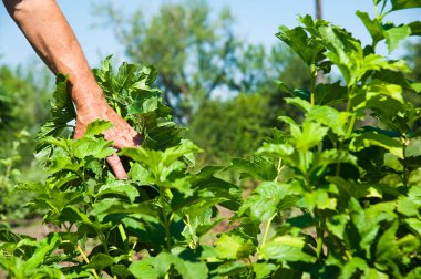 Genç orman büyümek