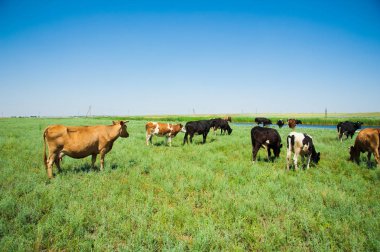 Otlayan inek sürüsü