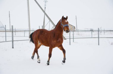 Atların kışın çiftlikte