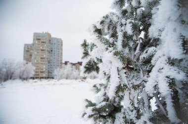 Karla kaplı ağaçlar bir Şehir Parkı