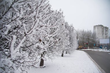 Karla kaplı ağaçlar bir Şehir Parkı